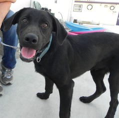 Labrador Retriever Dogs for adoption in Fresno, CA, USA