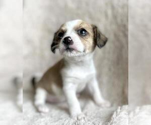 Jack Russell Terrier Dogs for adoption in Laramie, WY, USA