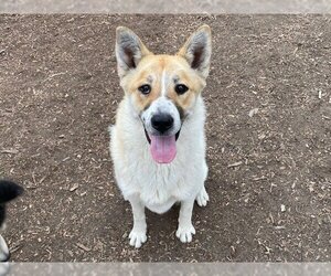 Akita-Great Pyrenees Mix Dogs for adoption in Santa Cruz, CA, USA