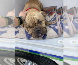 Bulldog-Unknown Mix Dogs for adoption in Sanford, FL, USA