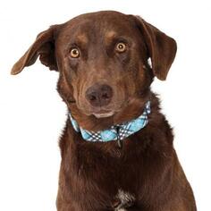 Chesapeake Bay Retriever Dogs for adoption in Tempe, AZ, USA
