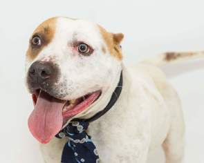 Pointer-Staffordshire Bull Terrier Mix Dogs for adoption in Ocoee, FL, USA