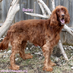 Irish Setter Dogs for adoption in Bloomington, MN, USA