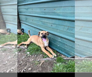 Mountain Cur-Unknown Mix Dogs for adoption in Tracy City, TN, USA