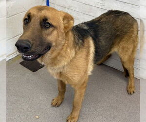 German Shepherd Dog-Unknown Mix Dogs for adoption in San Bernardino, CA, USA