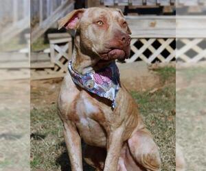 Bullypit Dogs for adoption in Wetumpka, AL, USA