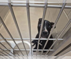 American Pit Bull Terrier Dogs for adoption in Decatur, IL, USA