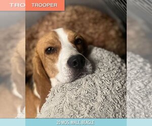 Beagle Dogs for adoption in Studio City, CA, USA