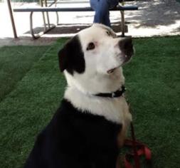 Border-Aussie Dogs for adoption in Dana Point, CA, USA