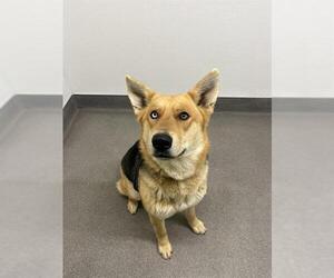 German Shepherd Dog-Unknown Mix Dogs for adoption in HESPERIA, CA, USA