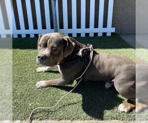 American Pit Bull Terrier Dogs for adoption in Modesto, CA, USA