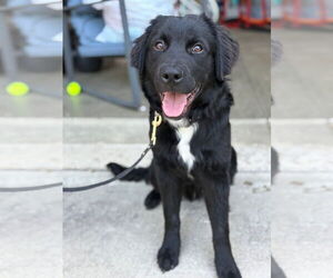 Aussiedor Dogs for adoption in Germantown, OH, USA