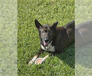 German Shepherd Dog Dogs for adoption in Houston, TX, USA
