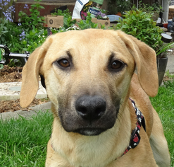 Shepradors Dogs for adoption in Tacoma, WA, USA
