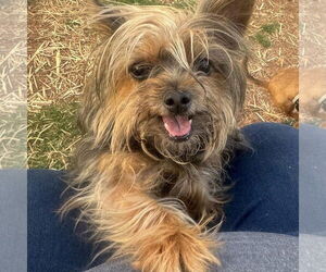 Mutt Dogs for adoption in Spring Lake, NC, USA