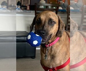 Plott Hound-Rhodesian Ridgeback Mix Dogs for adoption in Tampa, FL, USA