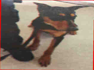 Doberman Pinscher Dogs for adoption in Upland, CA, USA
