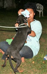 Rottweiler-Unknown Mix Dogs for adoption in Holly Hill, SC, USA