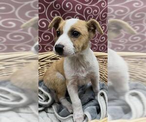 Mutt Dogs for adoption in Rosenberg, TX, USA
