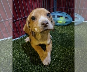 Beagle-Unknown Mix Dogs for adoption in Lexington, SC, USA
