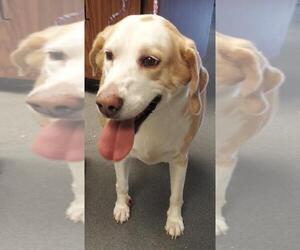 Black and Tan Coonhound-Labrador Retriever Mix Dogs for adoption in Glen Allen, VA, USA