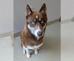 Siberian Husky Dogs for adoption in San Martin, CA, USA