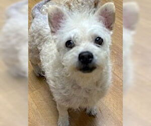 Maltipoo Dogs for adoption in Mount Airy, NC, USA