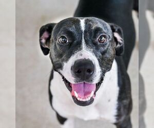 Mutt Dogs for adoption in Chattanooga, TN, USA