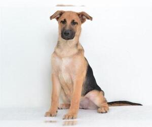 Shepradors Dogs for adoption in Oroville, CA, USA