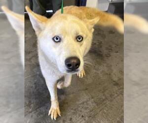 Siberian Husky Dogs for adoption in Bakersfield, CA, USA