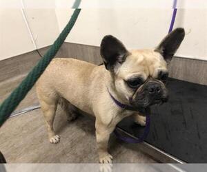 French Bulldog Dogs for adoption in Pasadena, CA, USA
