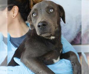 American Staffordshire Terrier-Unknown Mix Dogs for adoption in San Antonio, TX, USA