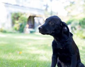 Labrador Retriever Dogs for adoption in Northport, AL, USA