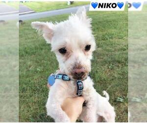Maltipoo Dogs for adoption in Bridgewater, NJ, USA