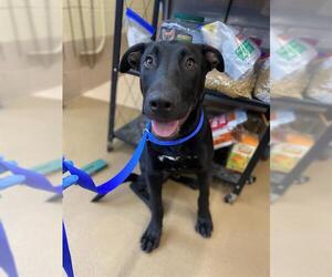 Labrador Retriever-Unknown Mix Dogs for adoption in Chula Vista, CA, USA