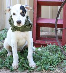 American Gointer Dogs for adoption in Bandera, TX, USA