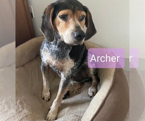Beagle-Coonhound Mix Dogs for adoption in San Diego, CA, USA