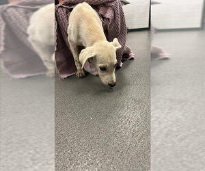 Labrador Retriever Dogs for adoption in Corpus Christi, TX, USA