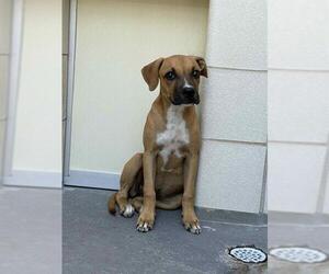 Black Mouth Cur Dogs for adoption in Corpus Christi, TX, USA