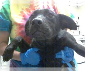 German Shepherd Dog-Unknown Mix Dogs for adoption in Fayetteville, NC, USA