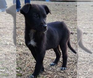 German Shepherd Dog-Unknown Mix Dogs for adoption in LOGANVILLE, GA, USA
