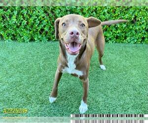 Labrador Retriever Dogs for adoption in West Palm Beach, FL, USA