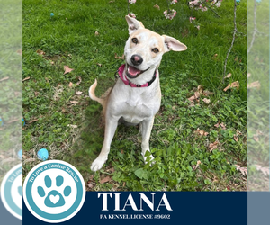 Mutt Dogs for adoption in Kimberton, PA, USA