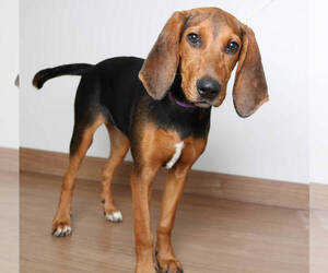 Black and Tan Coonhound Dogs for adoption in Eden Prairie, MN, USA