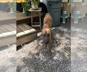 American Pit Bull Terrier Dogs for adoption in Ocala, FL, USA