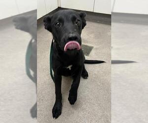 German Shepherd Dog-Unknown Mix Dogs for adoption in HESPERIA, CA, USA