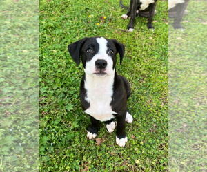 Labrador Retriever-Plott Hound Mix Dogs for adoption in McDonough, GA, USA