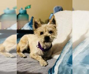 Cairn Terrier-Unknown Mix Dogs for adoption in Akron, OH, USA