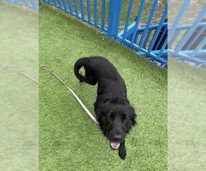 Labrador Retriever Dogs for adoption in Ocala, FL, USA