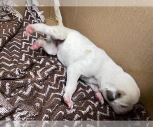 Labrador Retriever-Unknown Mix Dogs for adoption in Houston, TX, USA